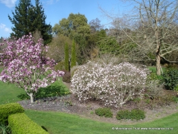 Terrace - Magnolia Soulangiana and Stellata